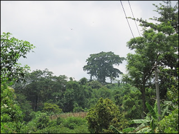 situs saricepogo tarabuwana01