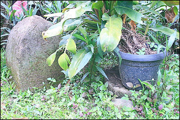 situs candi secang nyariwatu03