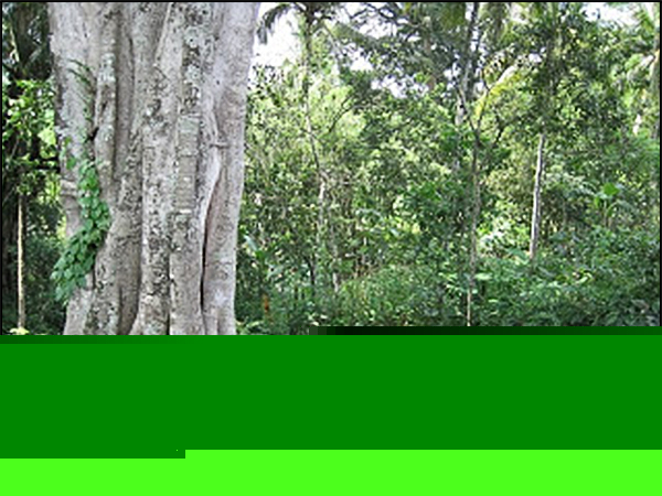 situs sumur songo tarabuwana02