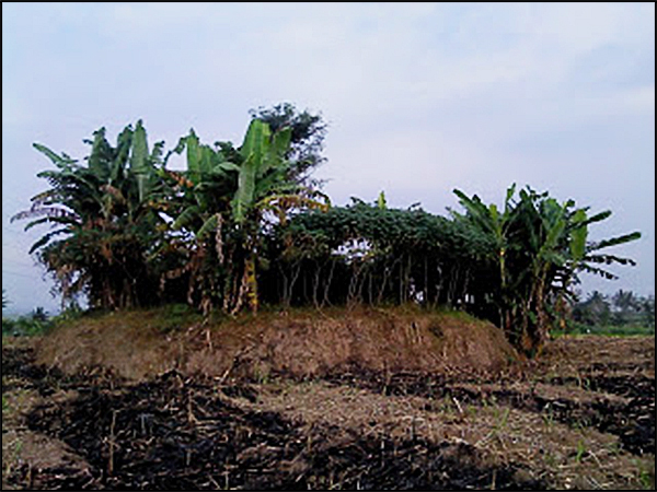 situs dampit tarabuwana02