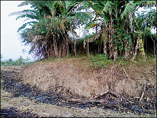 situs dampit tarabuwana03