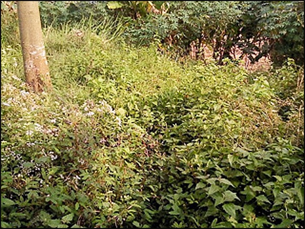 situs dampit tarabuwana04