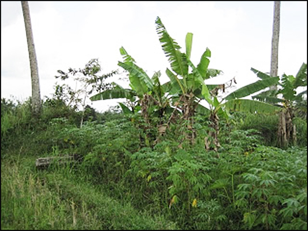 situs wurung tarabuwana01