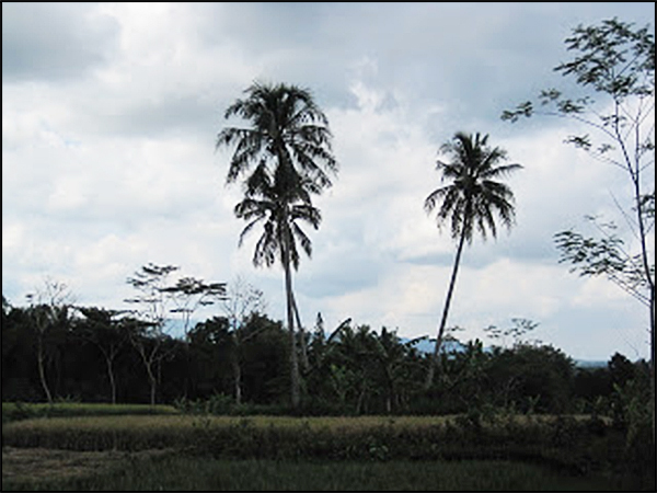 situs wurung tarabuwana02