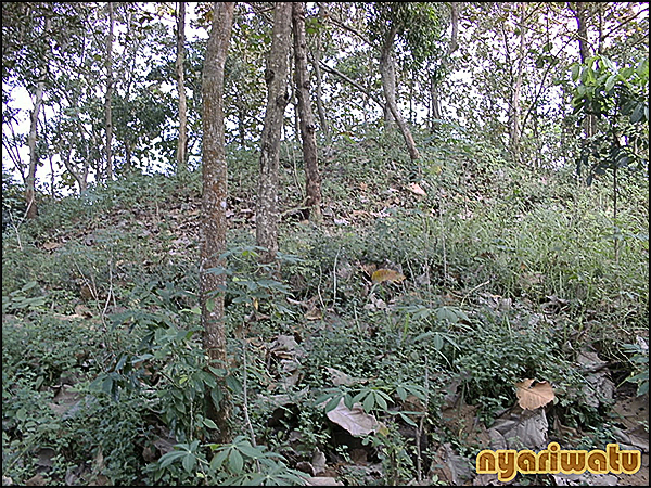 situs tinjon nyariwatu04